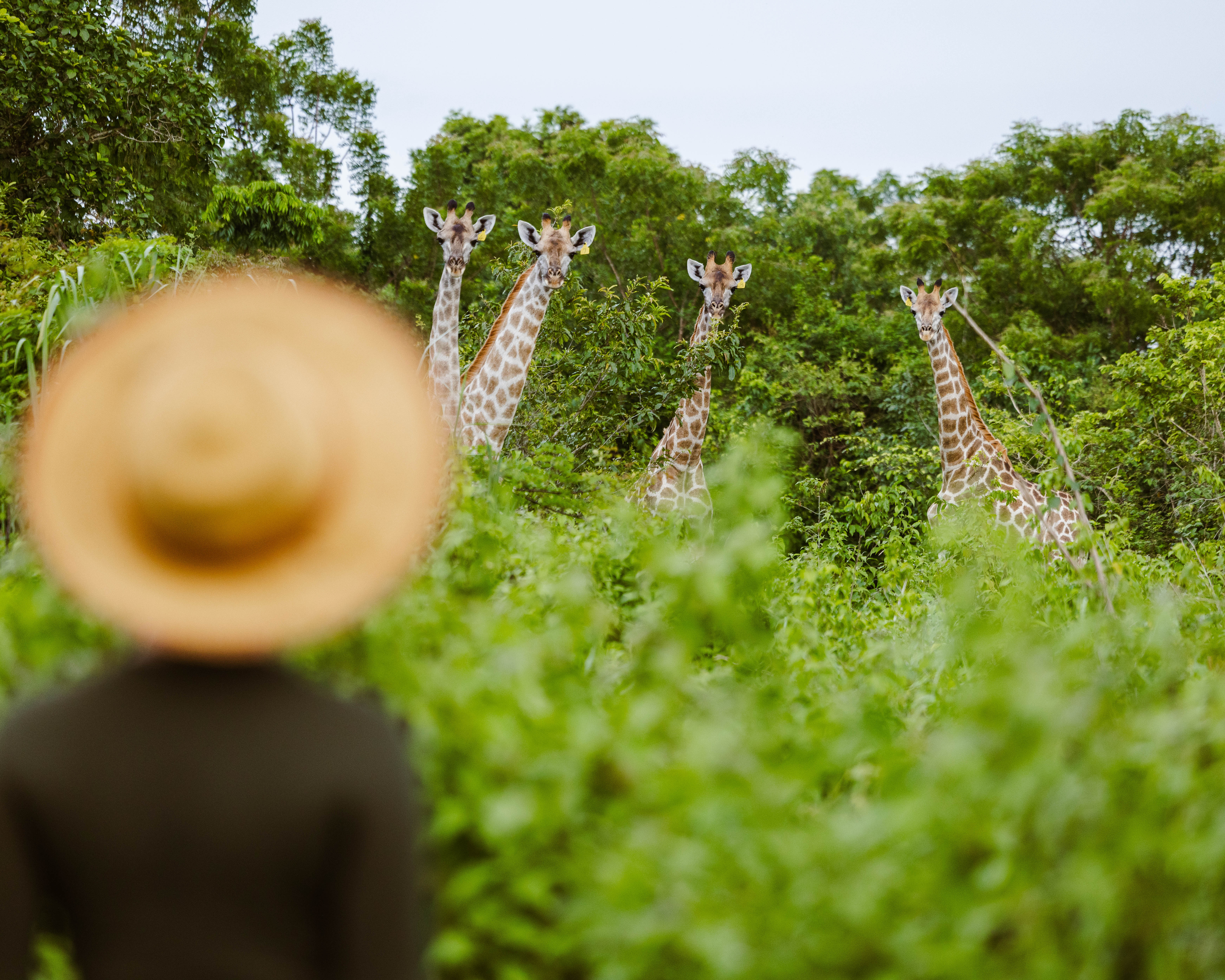 Giraffe Encounter